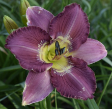 EARLYBIRD PLUM ETCHING