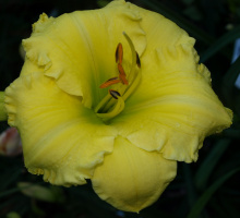 EARLYBIRD SPRING SUN