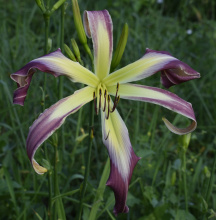 LAVENDER ASTERISK